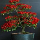 Rare Trinidad Scorpion moruga Pepper 100 Seeds