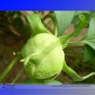 Rare 'Ying Ge Lv' Small Green Peony Shrub Bonsai Flower Seeds, Professional Pack, 5 Seeds