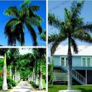 Rare Cuban Royal Palm Flores Exotic Plant 5 Seeds