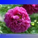Rare 'Jin Pao Hong' Red Peony Tree Flower 5 Seeds