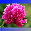 Rare 'Hong Lou Fei Cui' Red Peony Seedling Flower 5 Seeds