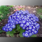 Rare Blue Daisy White Heart, Professional Pack, 200 Seeds