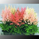 Rare Mixed Astilbe Chinensis, Professional Pack, 100 Seeds