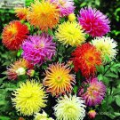 Rare DAHLIA CACTUS MIX - Dahlia Pinnata Variabilis - 80 SEEDS