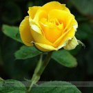 Rare Yunnan Yellow Rose Flower Perennial Shrub Plant 50 Seeds
