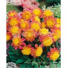 Rare 'Honey' Dahlia Pinnata Flower Seeds 20+
