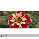 Rare Dahlia Pinnata Perennial Flower Seeds 30+ Flower