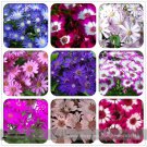 Rare Mixed 9 Colors Florist's Cineraria Seeds 50+