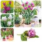 Rare Colorful Curcuma Seed Flower Plants Rarest Fresh 100 Seeds, Mixed
