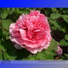Rare 'Hong Yu Lou' Red Peony Shrub Flower Seeds, Professional Pack, 5 Seeds