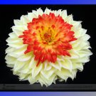 Rare Different Types of Dahlia Flower Hybrid Seeds, Professional Pack, 50 Seeds