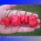Rare Carolina Reaper Chili Pepper Seeds, Professional Pack, 10 Seeds