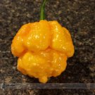Rare Yellow Trinidad Moruga Scorpion Chili Pepper Seeds, Professional Pack, 10 Seeds