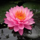 Rare 1 Professional Pack, 1 seed / pack, Pink Nelumbo Nucifera Lotus Flowers