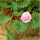Rare Oxalis Versicolor Flowers 100 Seeds, Water Pink Flowers