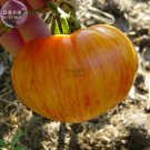 Rare BELLFARM Large Tomato Seeds, 100 Seeds / Pack