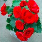 Rare Begonia 20 Seeds