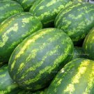 Rare Very Sweet Big Oval Seedless Watermelon Organic 20 Seeds