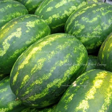 Rare Very Sweet Big Oval Seedless Watermelon Organic 20 Seeds