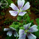 Rare White Purple Lobed And Finely Wrinkled Geranium, 5 Seeds