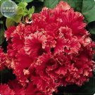 Rare Red Double Valentine Pelleted Petunia 200 seeds