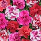 Rare Bonanza Double Plicated Petunia Mixed Seeds, Professional Pack, 200 seeds