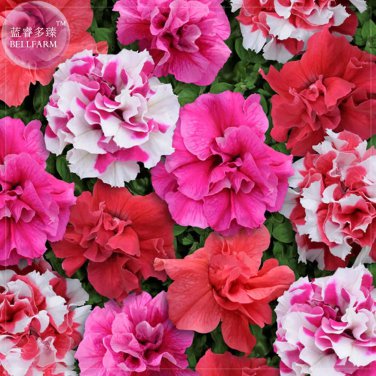 Rare Bonanza Double Plicated Petunia Mixed Seeds, Professional Pack, 200 seeds