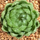 Rare Haworthia cooperi var. picturata 20 Seeds