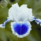 Rare 'Louis' Iris Tectorum Flower Seeds, Professional Pack, 20 Seeds