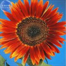 Rare Evening Sun Sunflower, Professional Pack, 20 seeds