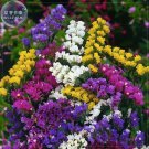 Rare Sinuata Pacific Mixed Statice Flowers, Professional Pack, 30 seeds