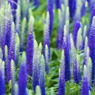 Rare Blue Spiked Speedwell Veronica Spicata, 50 seeds