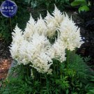 Rare Beautiful White Astilbe Chinensis Flowers, 50 Seeds