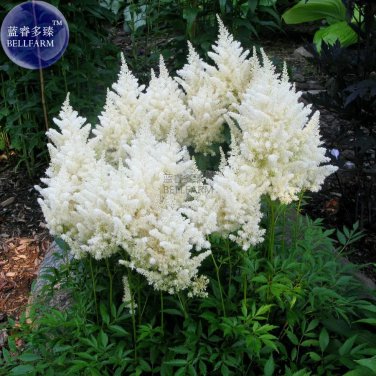 Rare Beautiful White Astilbe Chinensis Flowers, 50 Seeds