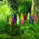 Rare Wild Lupine Flowers Mixed Pink White Yellow Red Purple Dark Red colors, 20 Seeds