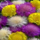 Rare Colorful Cornflower Flowers, 50 Mixed Seeds
