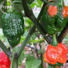 Rare Trinidad Moruga Scorpion Red Green Chili Pepper Vegetables, 10 seeds