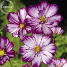 Rare 'Fizzy Rose Picotee' Cosmos bipinnatus Annual Flowers, 50 seeds
