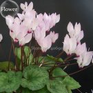 Rare Cyclamen Persicum Wild Species Pale Pink White Magenta Nose Flower, 5 Seeds