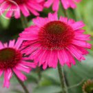 Rare Deep Pink Echinacea Purpurea Coneflower Flowers, 100 Seeds