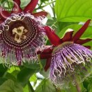 Rare 'wind' Granadilla Passion Fruit Perennial Climbing Flower, 20 Seeds