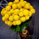Rare Beautiful Golden Yellow Craspedia Flowers, 10 Seeds