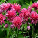 Rare Beautiful Mixed Garden Columbine Aquilegia Pink Bi-color Black White Purple Flowers, 50 Seeds