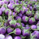Rare Thai Purple Mini Round Eggplant, 100 seeds, organic