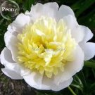 Rare Honey Gold White Peony Plant Flowers, 5 seeds, pale yellow heart