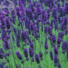 Rare Hidcote Blue Provence Lavender, 20 seeds, fragrant