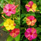 Rare Mix Four O'clock Marvel of Peru Flowers, 20 seeds