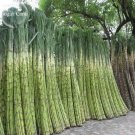 Rare Red Green Sugarcane Mixed Seeds, 100 seeds, sweet juicy fruits