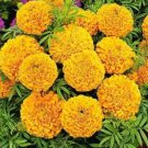 Rare 200PCS African Marigold Flowers Orangish Yellow Color