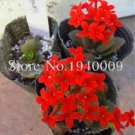 Rare Oxalis Wood Sorrel Flower 100 Seeds, Red